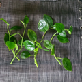 Peperomia Cupid Cuttings – 6 Unrooted Cupid Peperomia Scandens Vining Cuttings