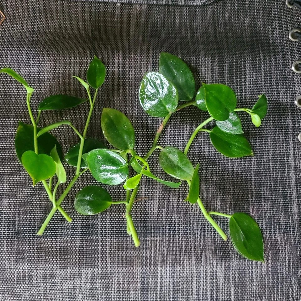Peperomia Cupid Cuttings – 6 Unrooted Cupid Peperomia Scandens Vining Cuttings