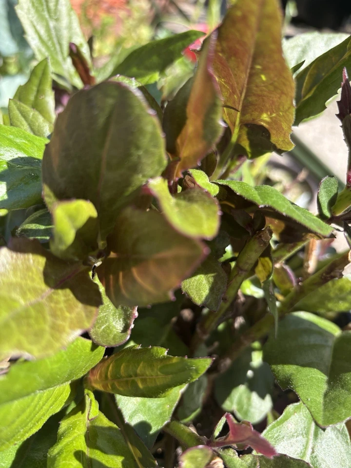 Okinawa Spinach Gynura bicolor – 2 Rooted Live Plants