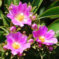Pereskia grandifolia Seeds – 10 Leafy Cactus Seeds