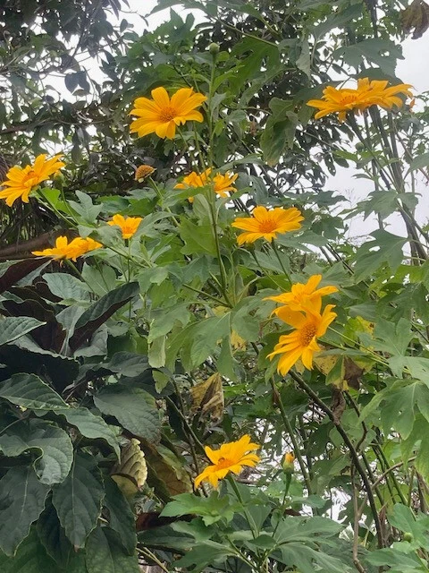 Mexican Sunflower Cuttings - 8 Fresh Tithonia diversifolia Stems (9") for Planting