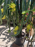 Yellow Dragon Fruit Cuttings Israel Yellow – 4 Pack 7–9" Unrooted Stem Cuttings for Hylocereus/Selenicereus