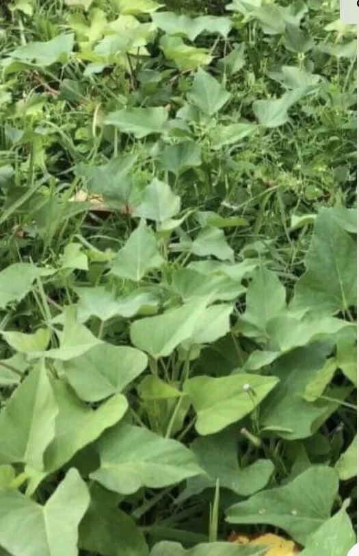 Beauregard Sweet Potato Slips – 10 Live Cuttings, Organic Garden Starter