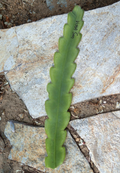 Vista Sun Epiphyllum Cutting (8–10”) Orchid Cactus Stem - Unrooted Cutting