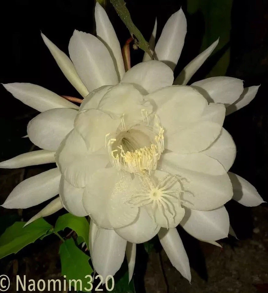 Night Blooming Cereus Queen of the Night - 3 Live Epiphyllum Plants