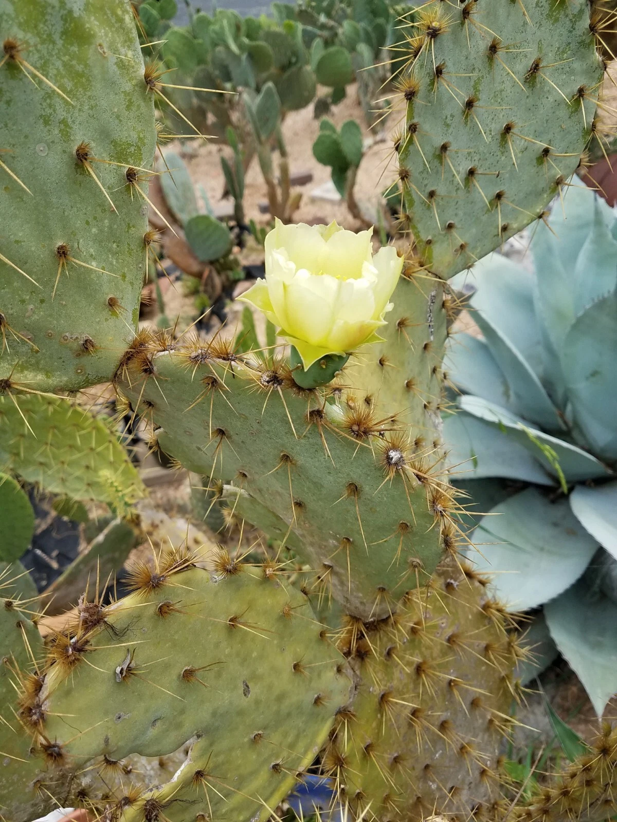 Opuntia alta Prickly Pear Pad (Unrooted) – 1 Live Cactus Pad, White-Blooming South Texas Prickly Pear
