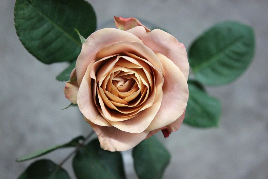 Cappuccino Rose Unrooted Cuttings – 3 Stems for Rooting or Grafting