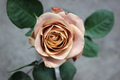 Cappuccino Rose Unrooted Cuttings – 3 Stems for Rooting or Grafting