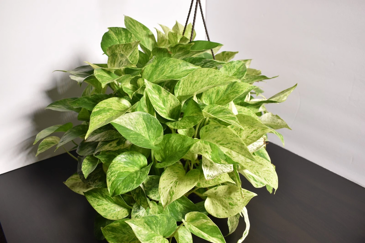 Marble Queen Pothos - Fully Rooted 3-Node Soil Cutting, Epipremnum aureum Variegated Indoor Vine