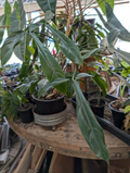 Philodendron 69686 Cutting — Large 10-Inch Leaf, Rare Aroid Starter Plant