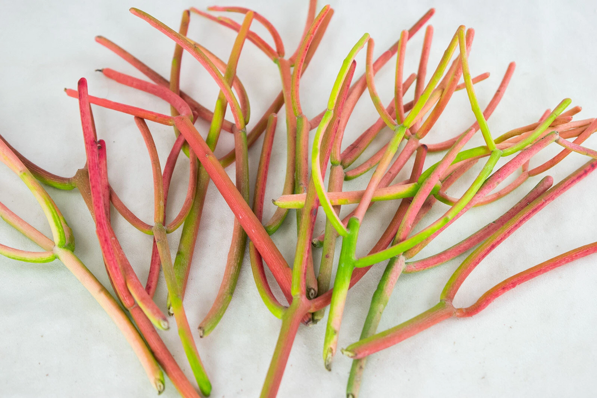Fire Sticks Cuttings - 15 Euphorbia tirucalli Unrooted Cuttings, Pencil Cactus Succulent