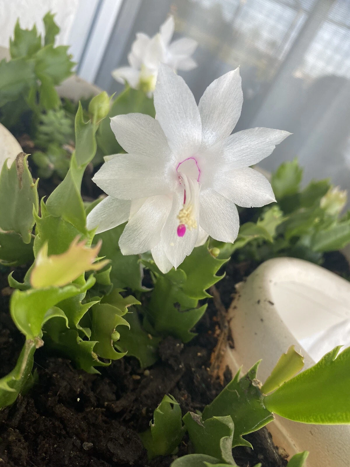 5 White Christmas Cactus Cuttings (Schlumbergera) – 4–5 in Unrooted Stem Cuttings