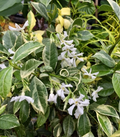 Variegated Confederate Jasmine Rooted Starter Plant - Trachelospermum jasminoides