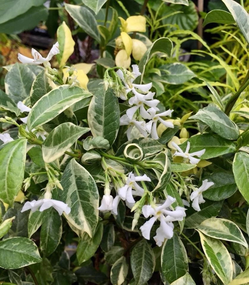 Variegated Confederate Jasmine Rooted Starter Plant - Trachelospermum jasminoides