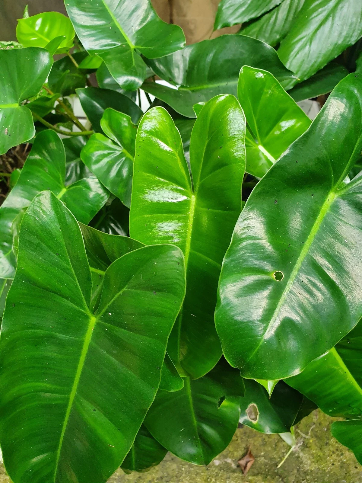 Philodendron Burle Marx Cutting – 5–7" Live Tropical Starter Plant
