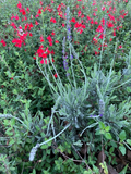 Lavender & Red Autumn Sage Cuttings – 2 Live Unrooted Cuttings for Pollinators