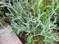White Santolina Cuttings – 4 Pack | Silver Foliage, Drought-Tolerant Evergreen Shrub (Unrooted Cuttings)