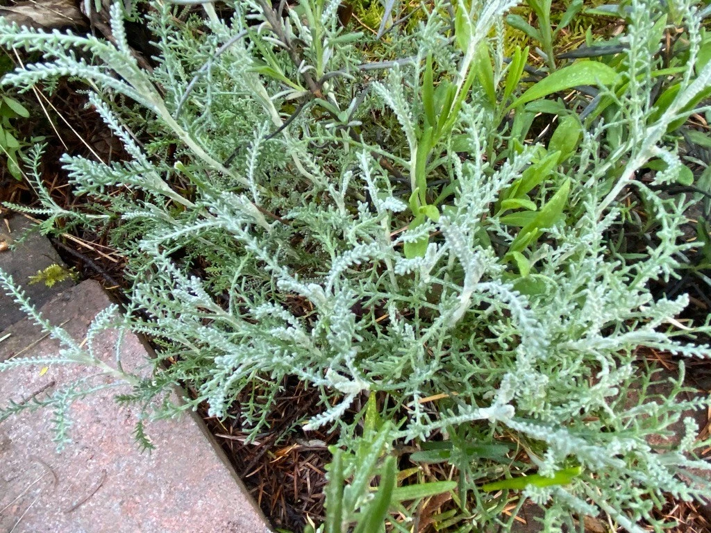White Santolina Cuttings – 4 Pack | Silver Foliage, Drought-Tolerant Evergreen Shrub (Unrooted Cuttings)