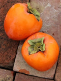 Hachiya Persimmon Cuttings (10) 6–8" Unrooted for Rooting or Grafting – Diospyros kaki