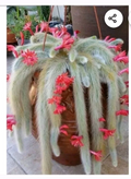 Monkey Tail Cactus Cutting (Cleistocactus colademononis) - 8" End Cutting, Trailing, Easy to Root