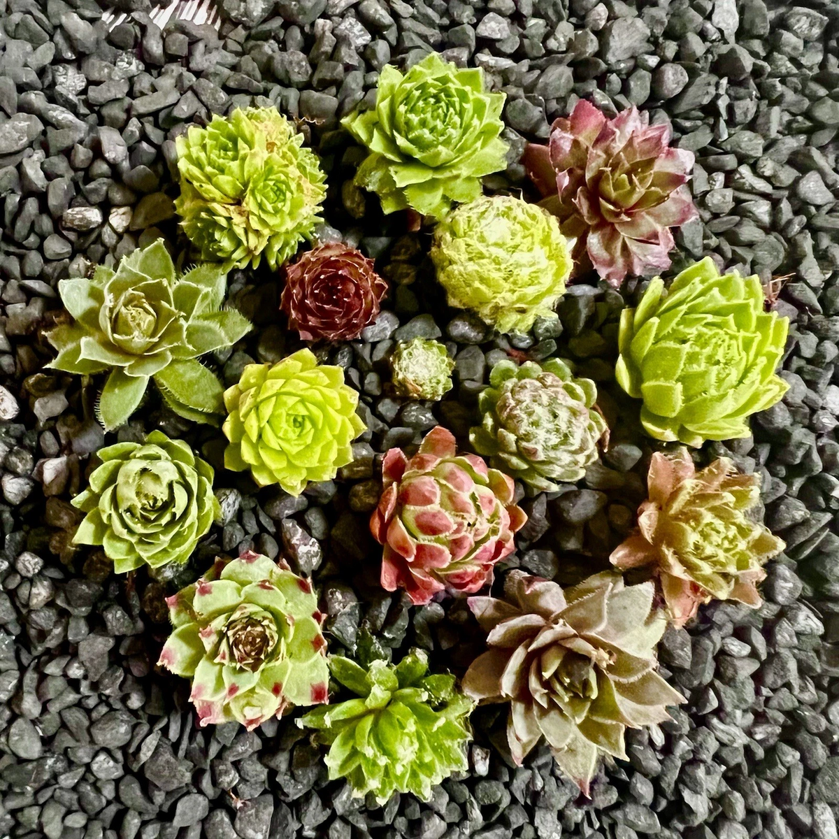 10 Baby Sempervivum Hens & Chicks Set – 10 Varieties ±1" Live Hardy Succulents