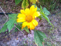Mexican Tree Sunflower - 5 Unrooted Tithonia diversifolia Cuttings for Warm-Climate Pollinator Gardens