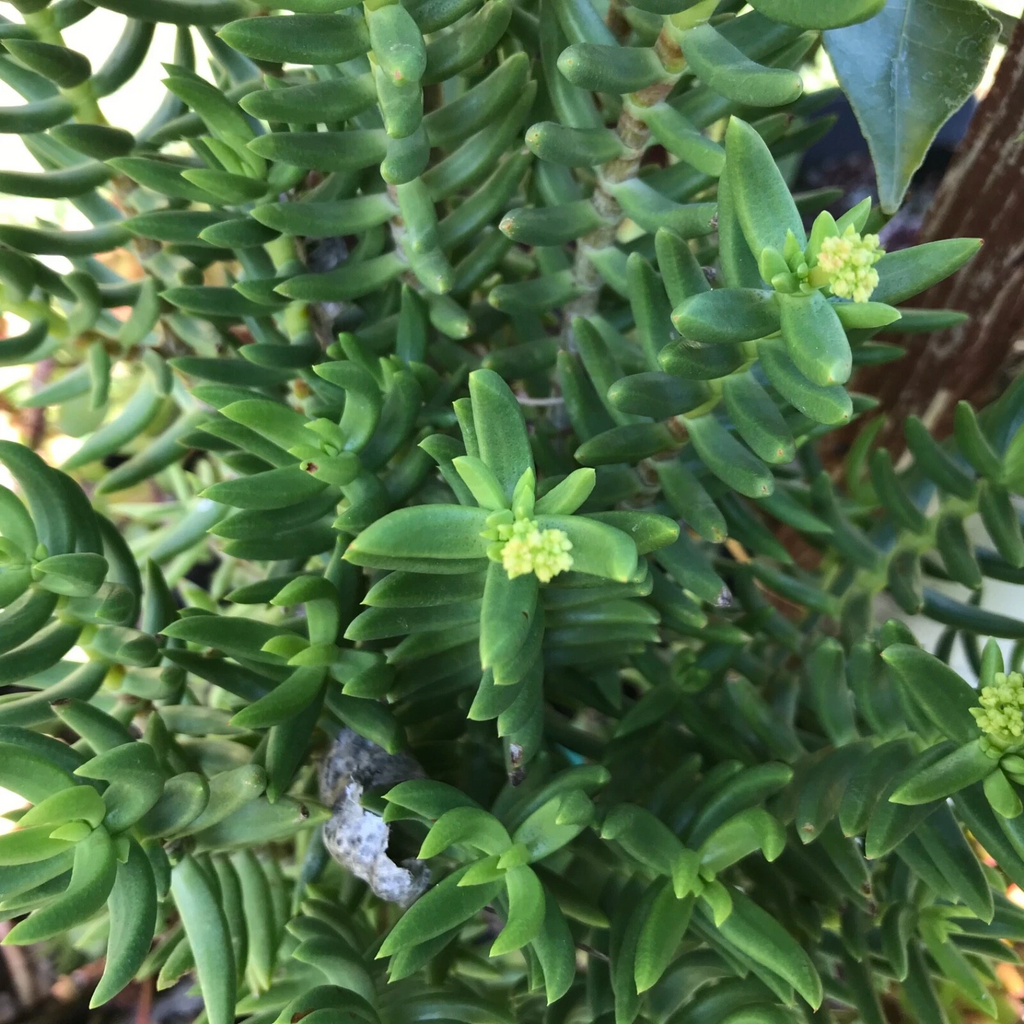 Crassula tetragona Mini Pine Tree Succulent Cuttings — Set of 4 Unrooted Cuttings