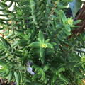 Crassula tetragona Mini Pine Tree Succulent Cuttings — Set of 4 Unrooted Cuttings