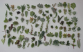 Mixed Succulent Cuttings – 100 Pieces, 25 Varieties, Unrooted Cuttings for Propagation