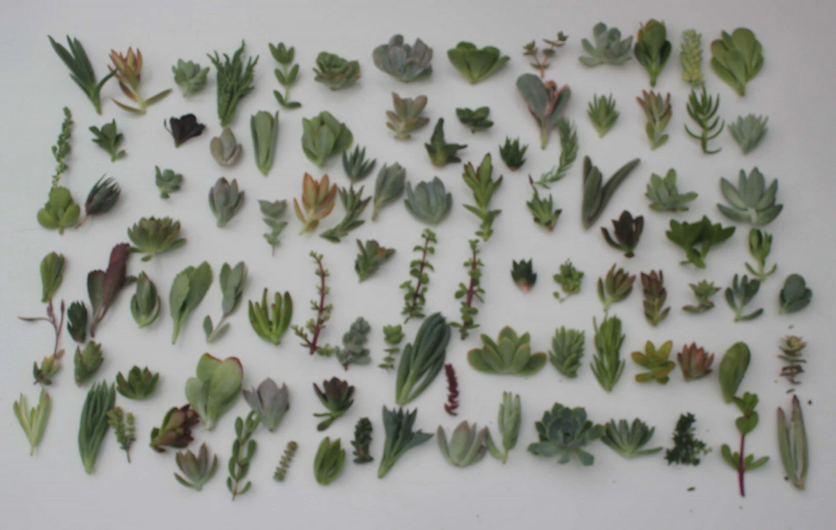 Mixed Succulent Cuttings – 100 Pieces, 25 Varieties, Unrooted Cuttings for Propagation