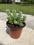 Sedum Burrito Burro’s Tail - 2 Rooted Pots (3.5") | Donkey Tail Succulent