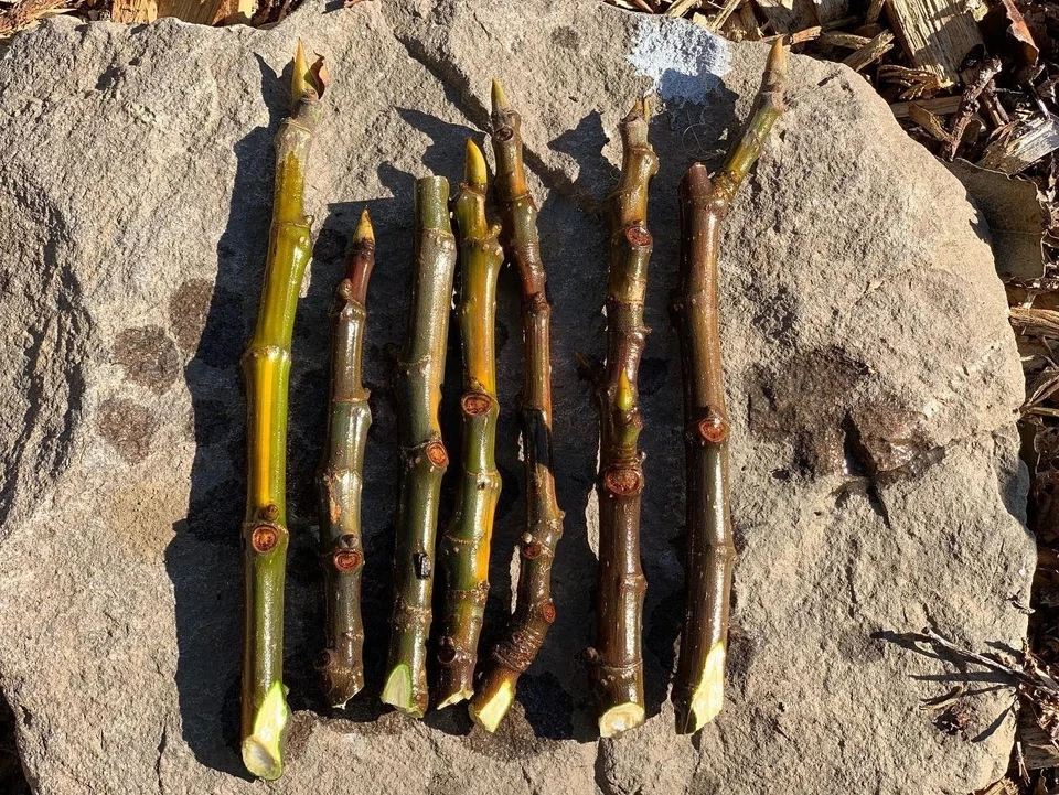 Wilson’s Coyote Rainbow Fig – 3 Unrooted Cuttings (Ficus carica) — Rare Colorful Fig Variety