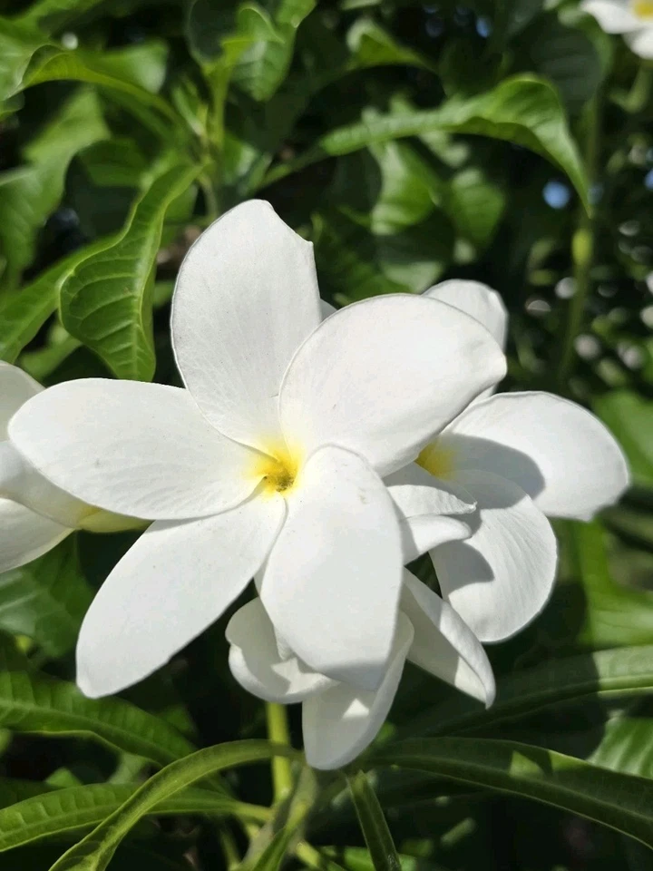 White Plumeria Cuttings (Frangipani) - 4x 8–12" Stems for Rooting