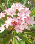 Pink Plumeria Cutting (10-inch) – Hawaiian Pastel Pink Frangipani, Unrooted Stem