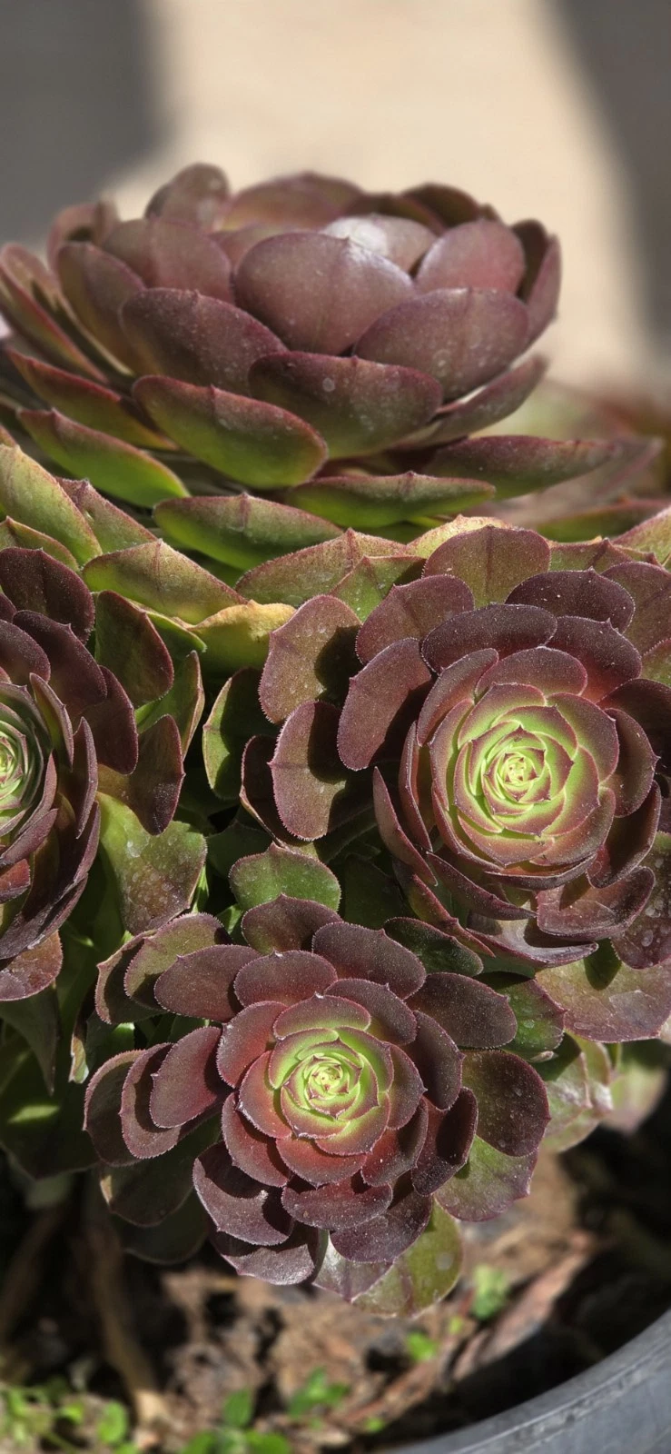 Aeonium ‘Halloween’ Unrooted Cutting – Rare Succulent for Propagation