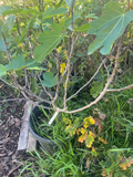 Excel Fig Tree Cuttings - 3 Fresh Unrooted Ficus carica 'Excel' Cuttings for Rooting