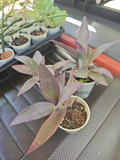 Purple Heart Plant (Tradescantia pallida) Starter Plant – Purple Foliage, Trailing Groundcover