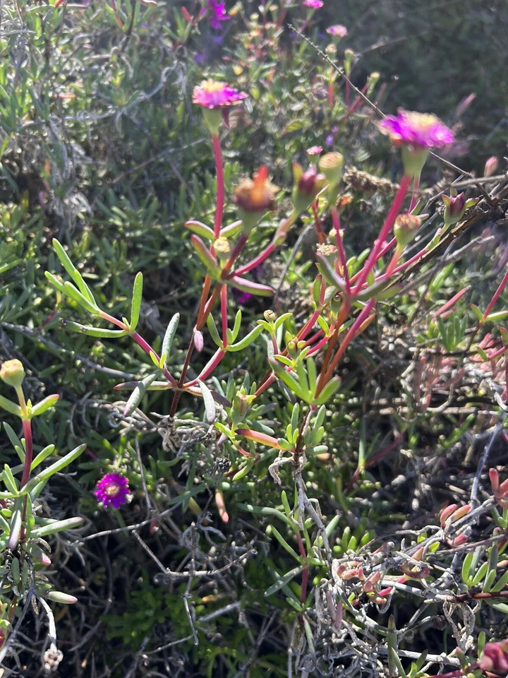 Creeping Ice Plant Cuttings 12pcs - Delosperma Purple/Pink Ground Cover