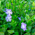Vinca Major (Periwinkle) Rooted Cuttings - 10 Live Pink Purple Flower Groundcover Starts 15-20"