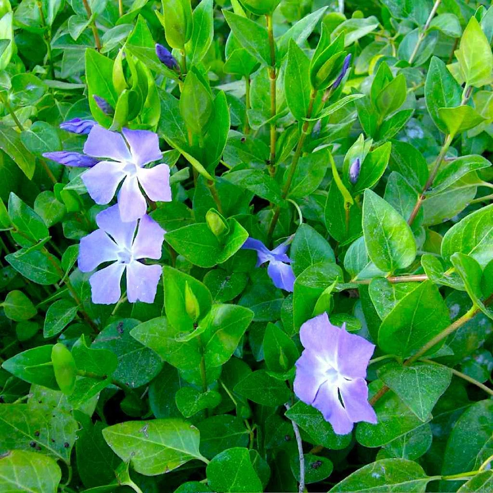 Vinca Major (Periwinkle) Rooted Cuttings - 10 Live Pink Purple Flower Groundcover Starts 15-20"