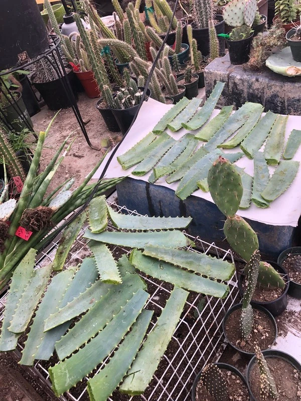 Aloe arborescens Leaves - 14 oz Fresh Cut from 10-Year Mature Plant