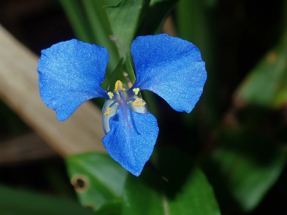 Commelina cyanea Spiderwort - Fresh Unrooted Cuttings, Trailing Houseplant