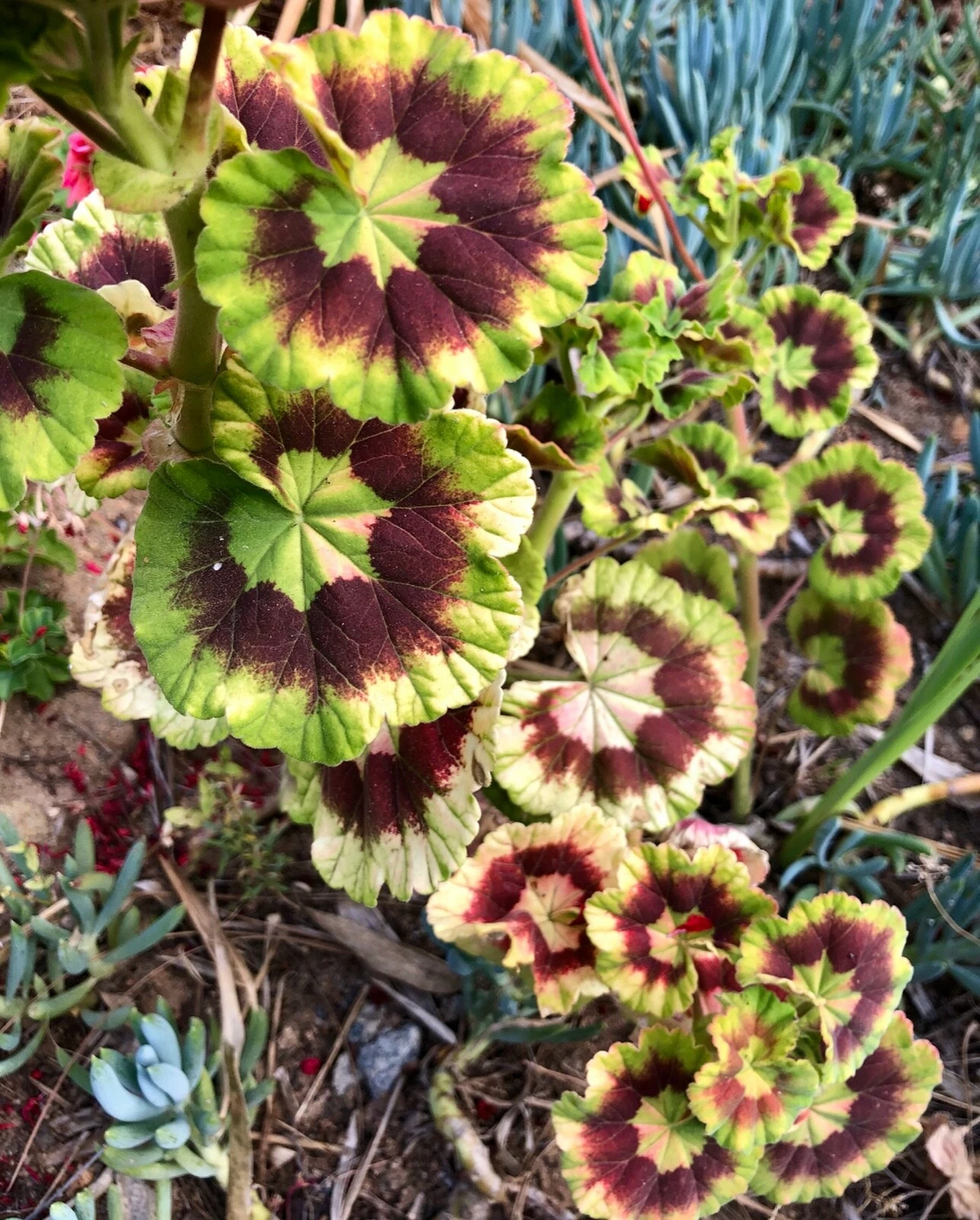 Variegated Pelargonium Zonal Geranium - 6