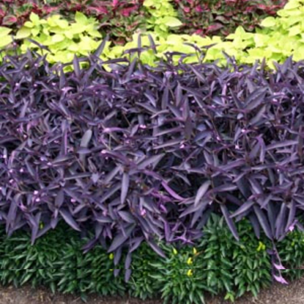 Tradescantia zebrina - 10 Purple Wandering Jew Cuttings (Unrooted) for Easy Rooting