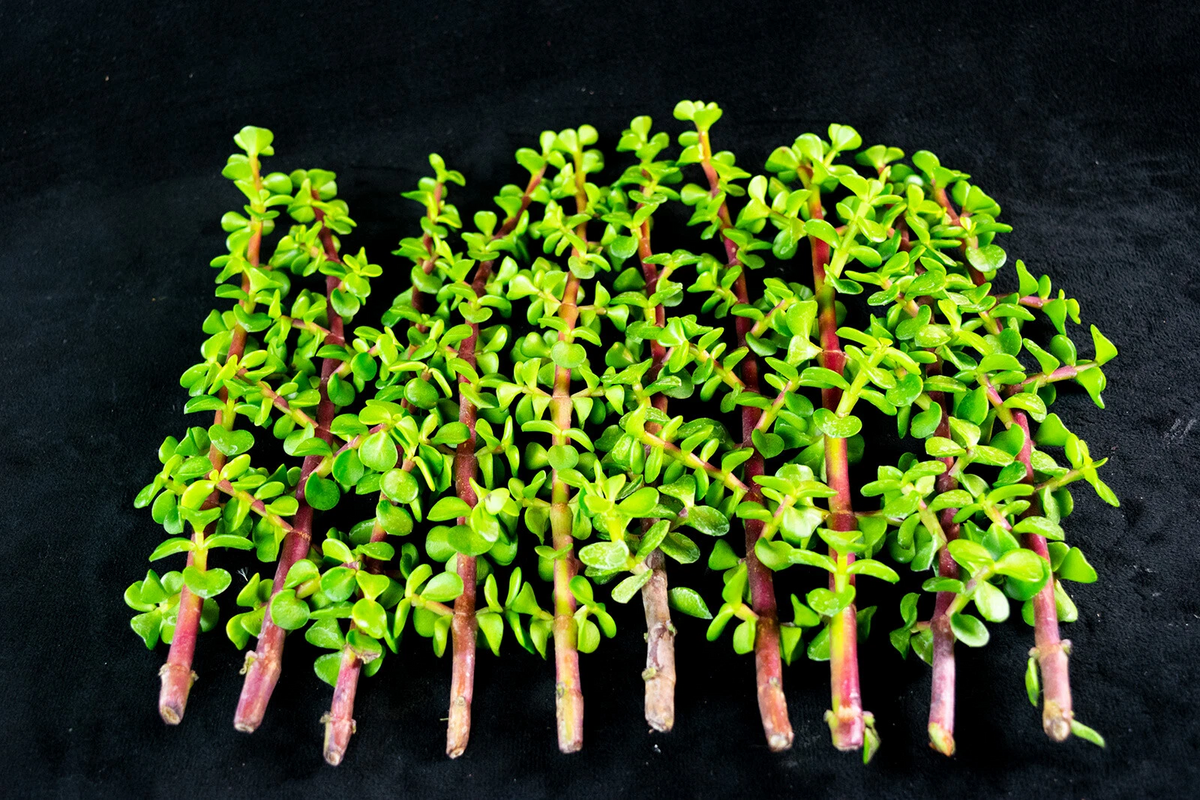 Portulacaria afra Elephant Bush Cuttings – 30 Fresh Succulent Stem Cuttings for Pots, Bonsai & Indoors