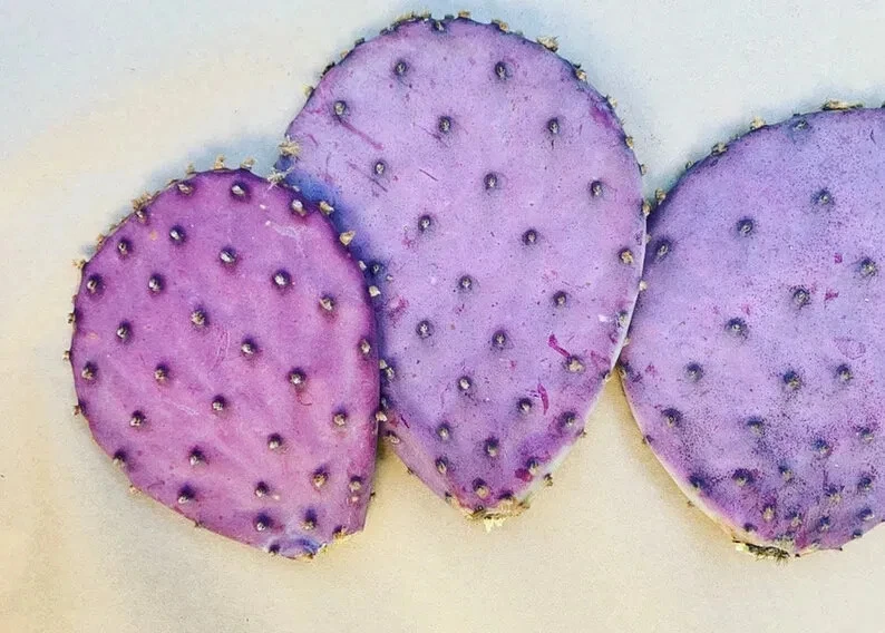 Durazilla Purple Prickly Pear Cactus Pad Cutting - Unrooted Opuntia gosseliniana, Purple Pads
