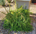 Portulacaria afra Mammoth Cuttings – 5 Portable Elephant Bush Stems for Rooting