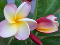 Plumeria rubra Frangipani - 2 Fresh 10–12" Unrooted Cuttings