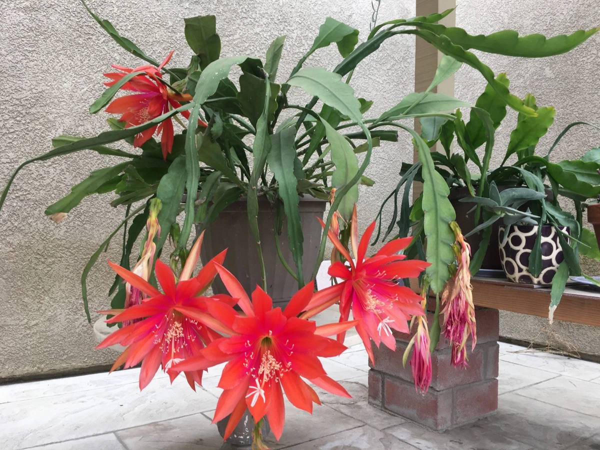 Epiphyllum Orange Swirl Cuttings – 4 Unrooted 7–8" Orchid Cactus Stems