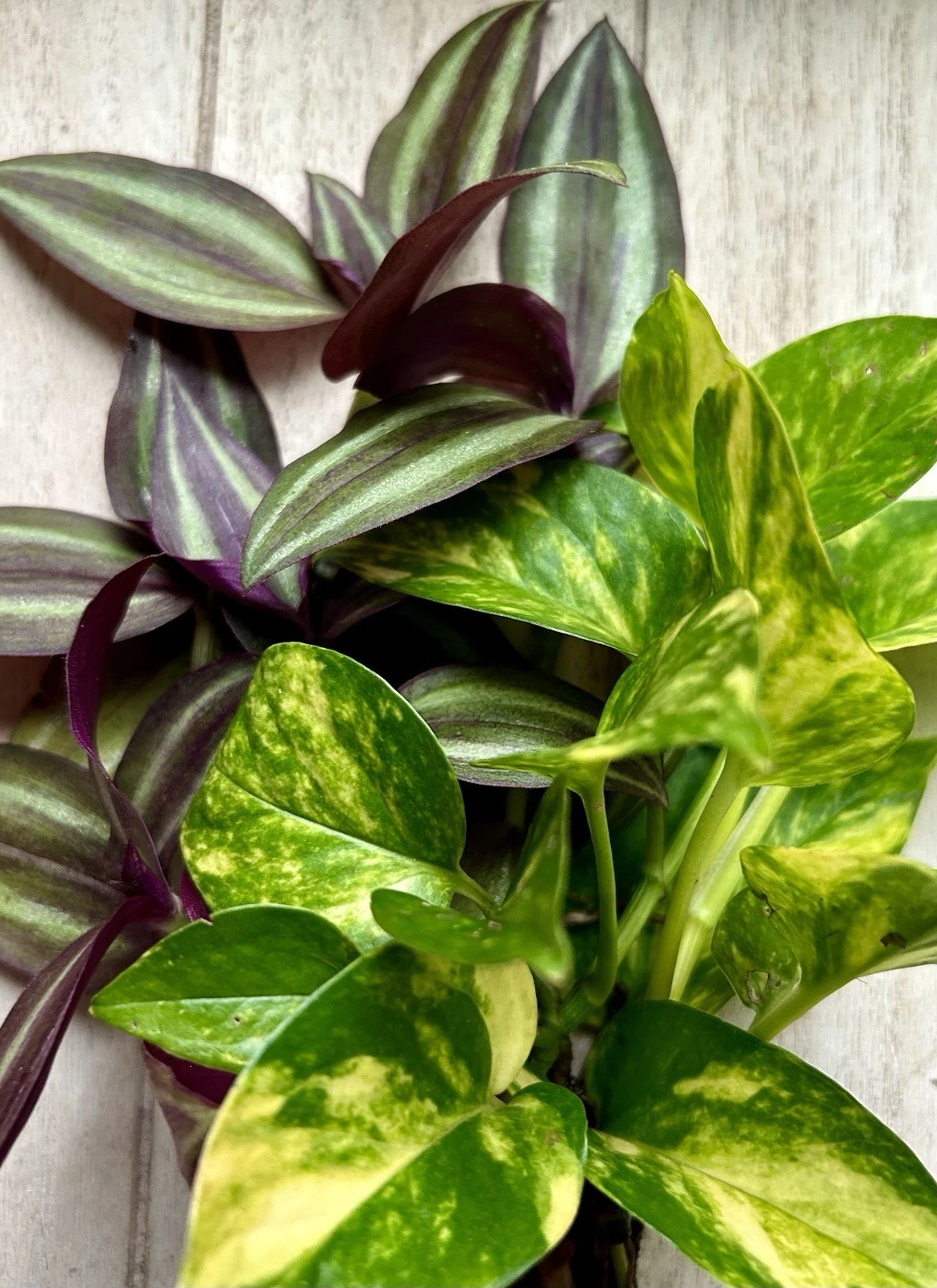 20 Rooted Pothos & Tradescantia Zebrina Cuttings - Ready to Plant or Water Grow